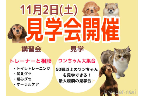 成約済の茨城県のポメラニアン-345312の2枚目